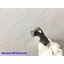 SUTTON ซัตตัน ดอกสว่านไฮสปีด ก้านลด 1/2 นิ้ว HSS REDUCED SHANK DRILL BITS จากออสเตรเลีย