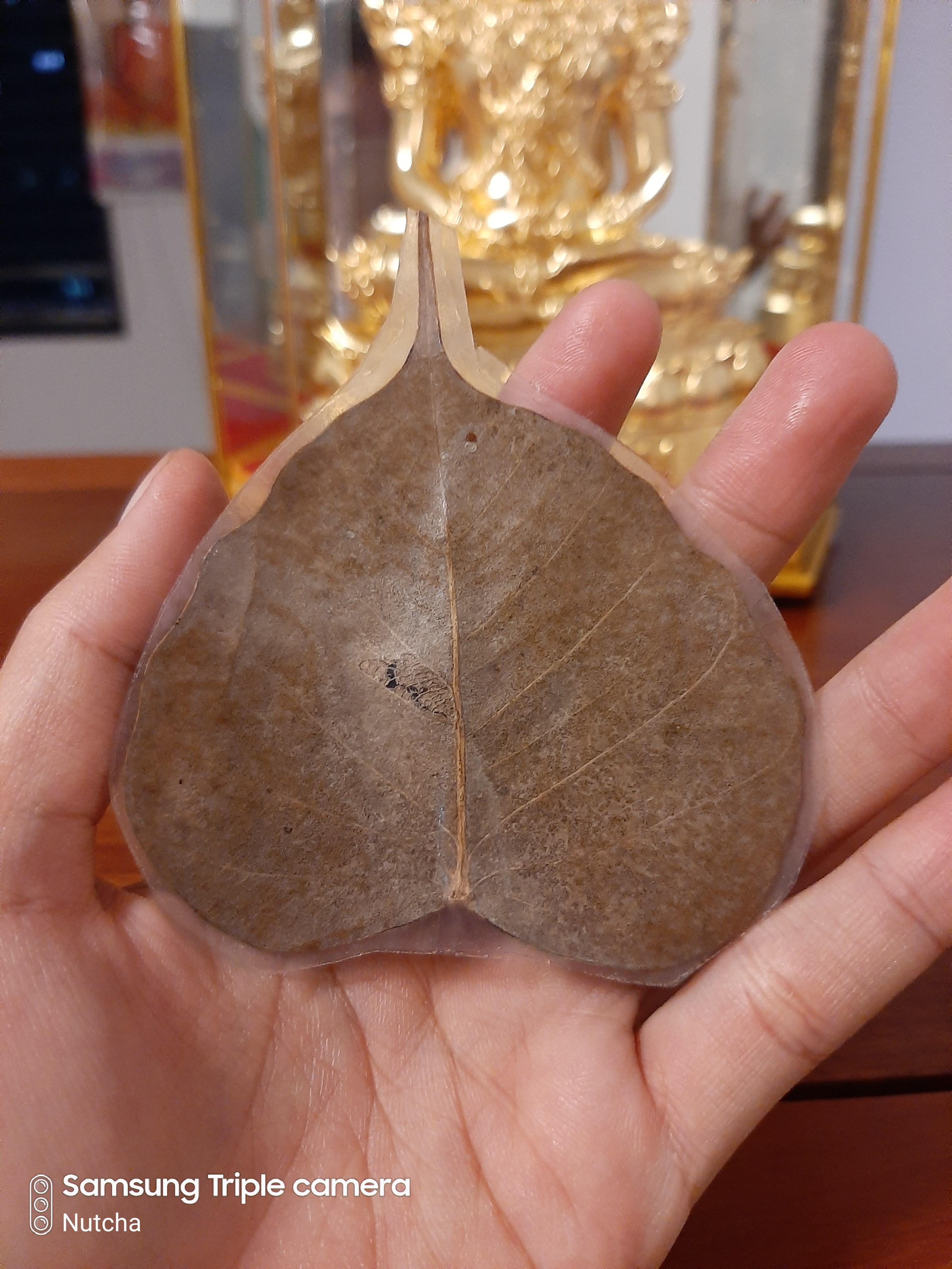 ใบไม้มงคล (๒) พระอาจารย์เล็กจารยันต์นะโมตาบอด งานเสาร์ ๕ (พิธีนี้องค์ปฐมเสด็จ)