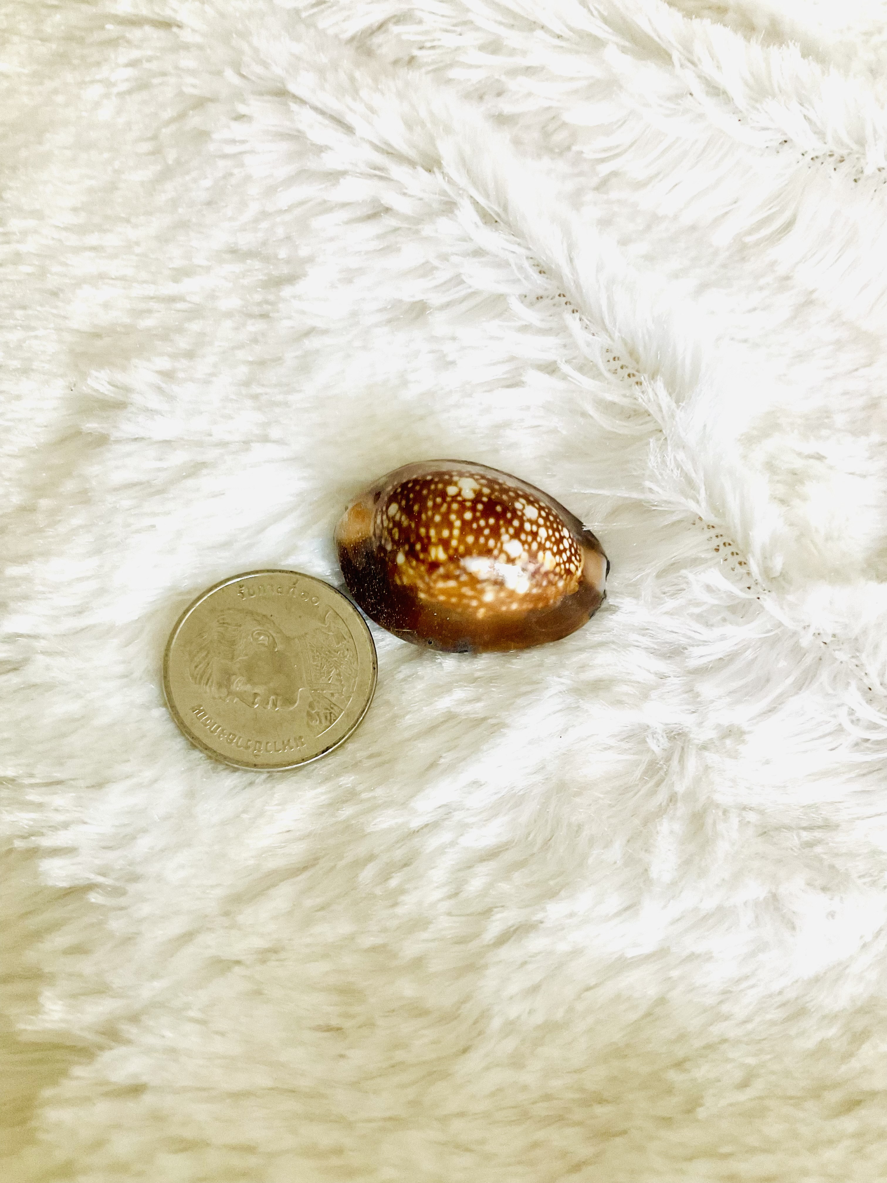 เบี้ยแก้ หลวงปู่บุญลือ วัดคำหยาด เบี้ยแก้สายอ่างทอง