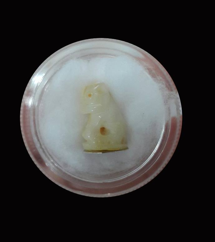 เสือโปร่งฟ้า(สาริกา) No.177 (1 ใน 250 ตัว) ลป.แก่น วัดเขื่อนท่าทุ่งนาประชาสรรค์ ปี 58