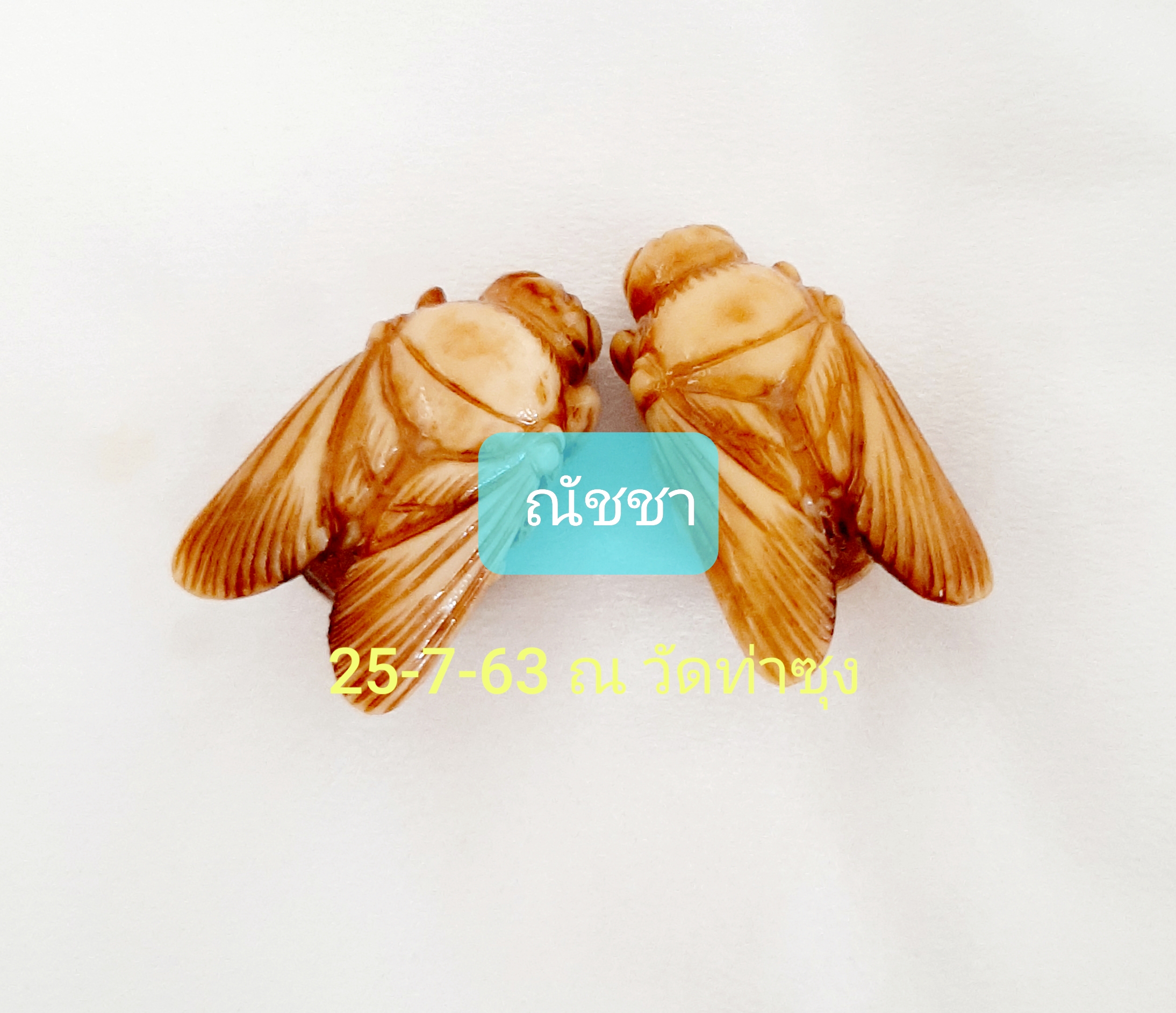 พญาแมลงภู่คำ (รายการโชว์)