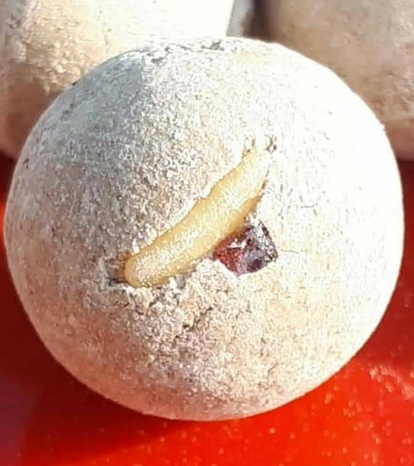 ลูกอมผงพรายกุมาร มหากาฬ (แถมจีวร ลพ.ฤาษี)รุ่นบันได วัดผาลาด เข้าพิธีพลิกชีวิตและพิธีเสกตะกรุดคู่ชีวิต วัดพุทธพรหมยาน (ลพ.เล็ก เสก)