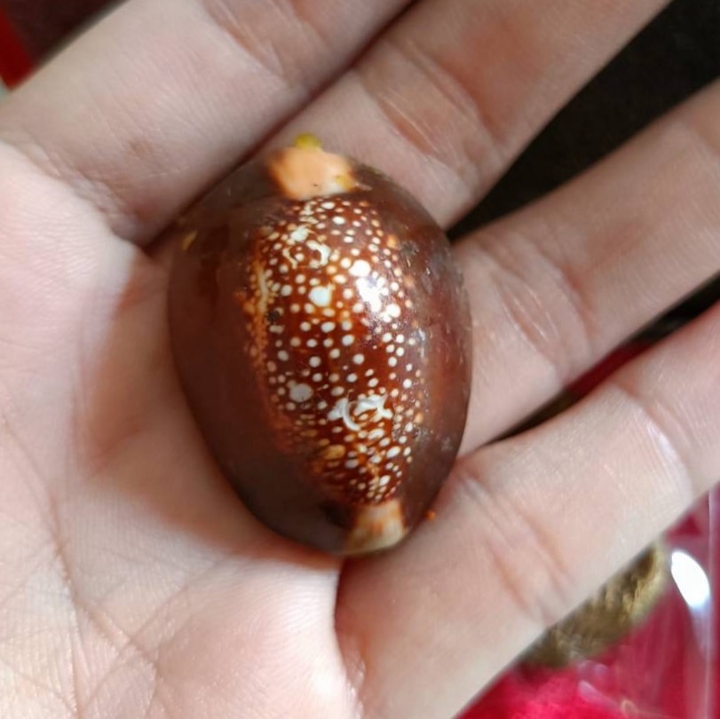 เบี้ยแก้ รุ่น ชนะมาร หลวงพ่อหนุน ปี 67