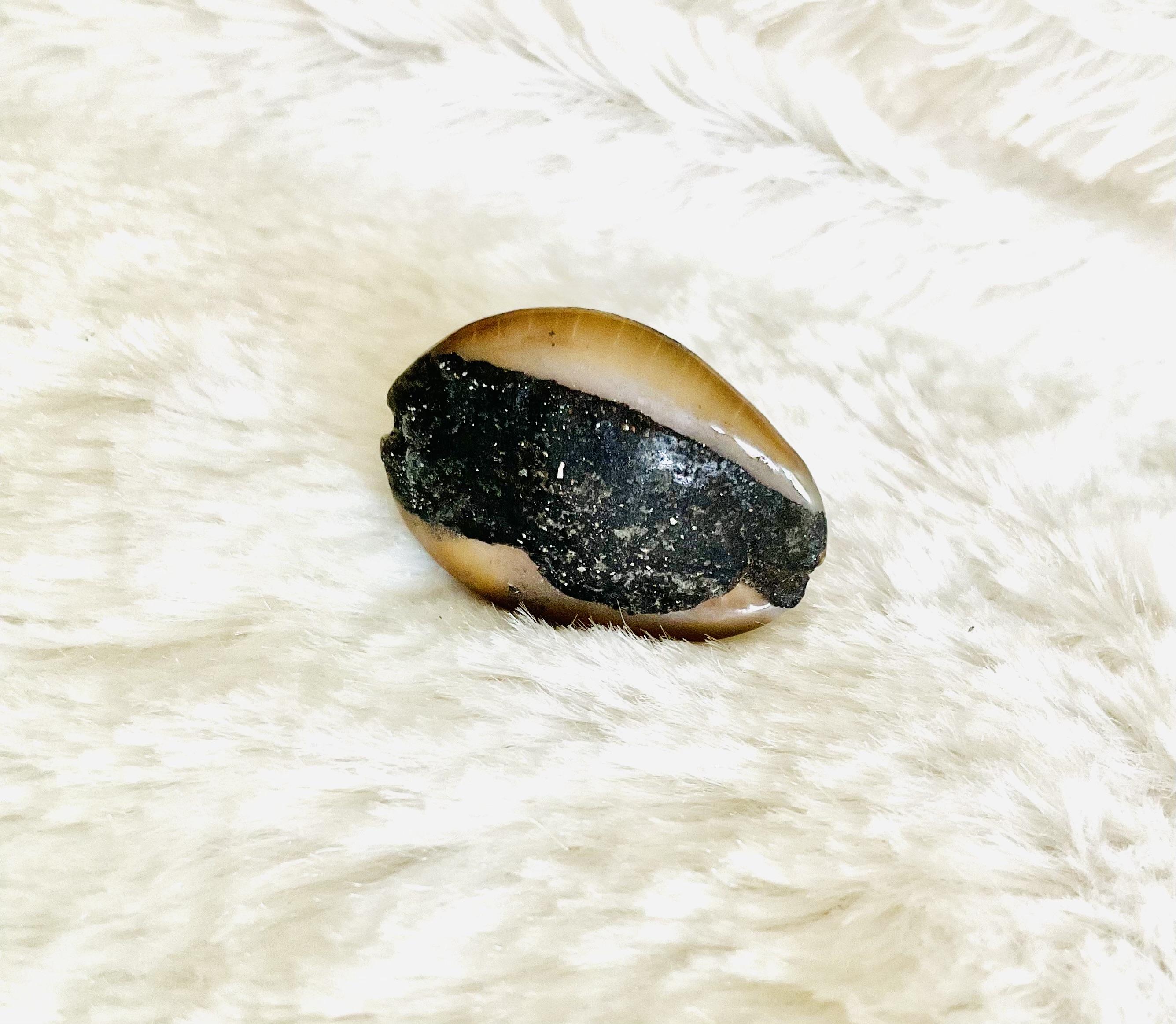 เบี้ยแก้ หลวงปู่บุญลือ วัดคำหยาด เบี้ยแก้สายอ่างทอง