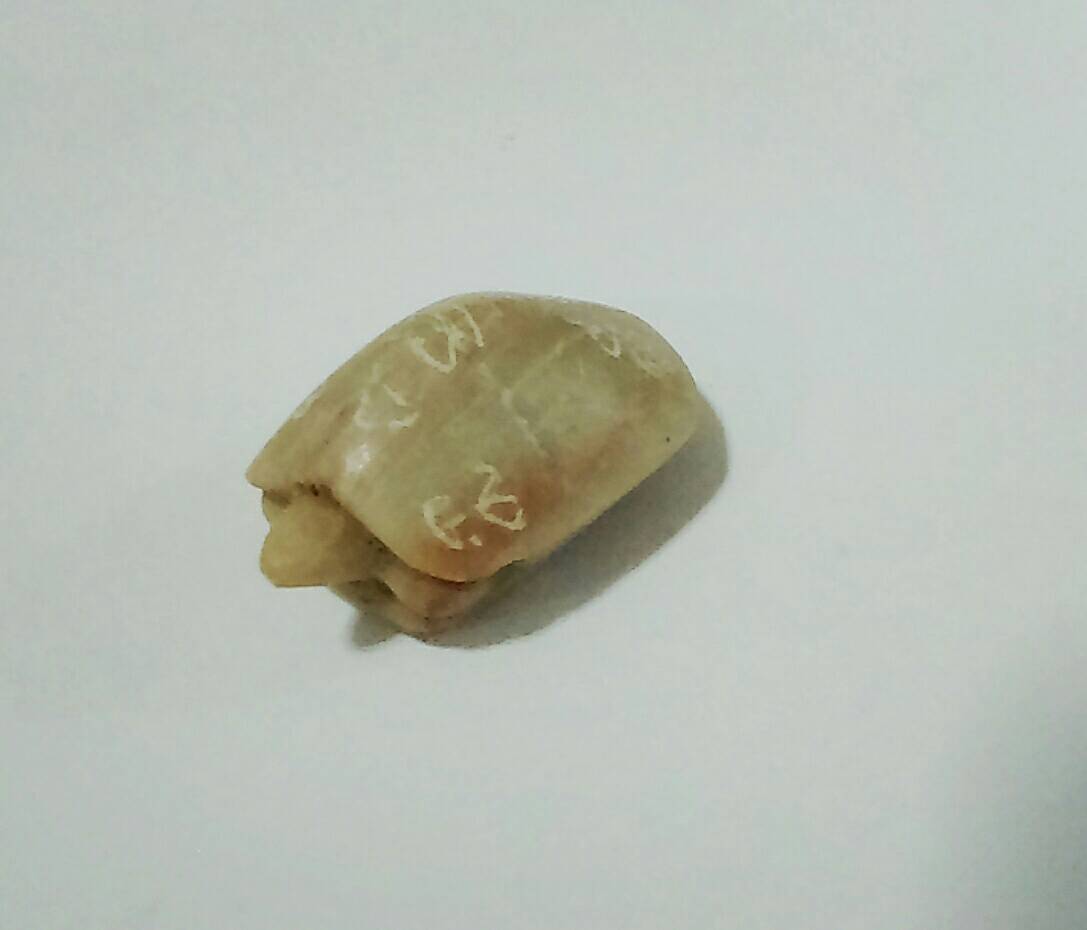 พญาเต่าเรือน (กรุ วัดลำบัวลอย) หลวงปู่สนิท