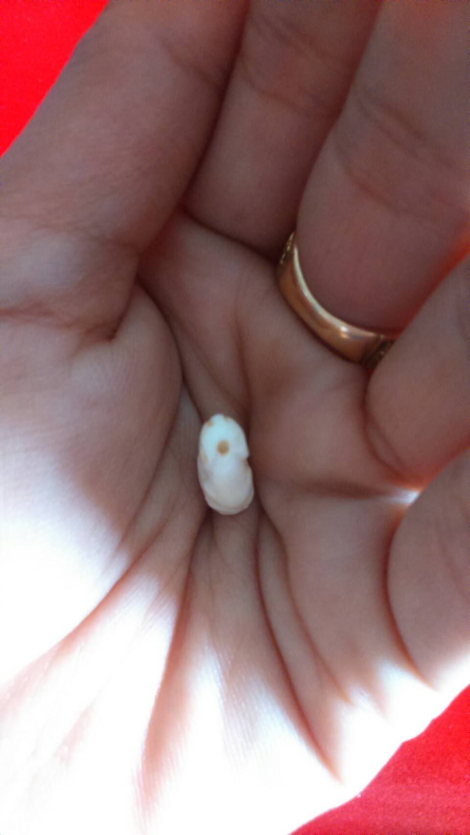 เสือโปร่งฟ้า(สาริกา) No.177 (1 ใน 250 ตัว) ลป.แก่น วัดเขื่อนท่าทุ่งนาประชาสรรค์ ปี 58