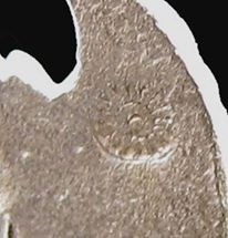 ครุฑเนื้อเงิน (ด้านหลัง ร.๕) ปี 37 รุ่น โคตรรวย อ.วราห์