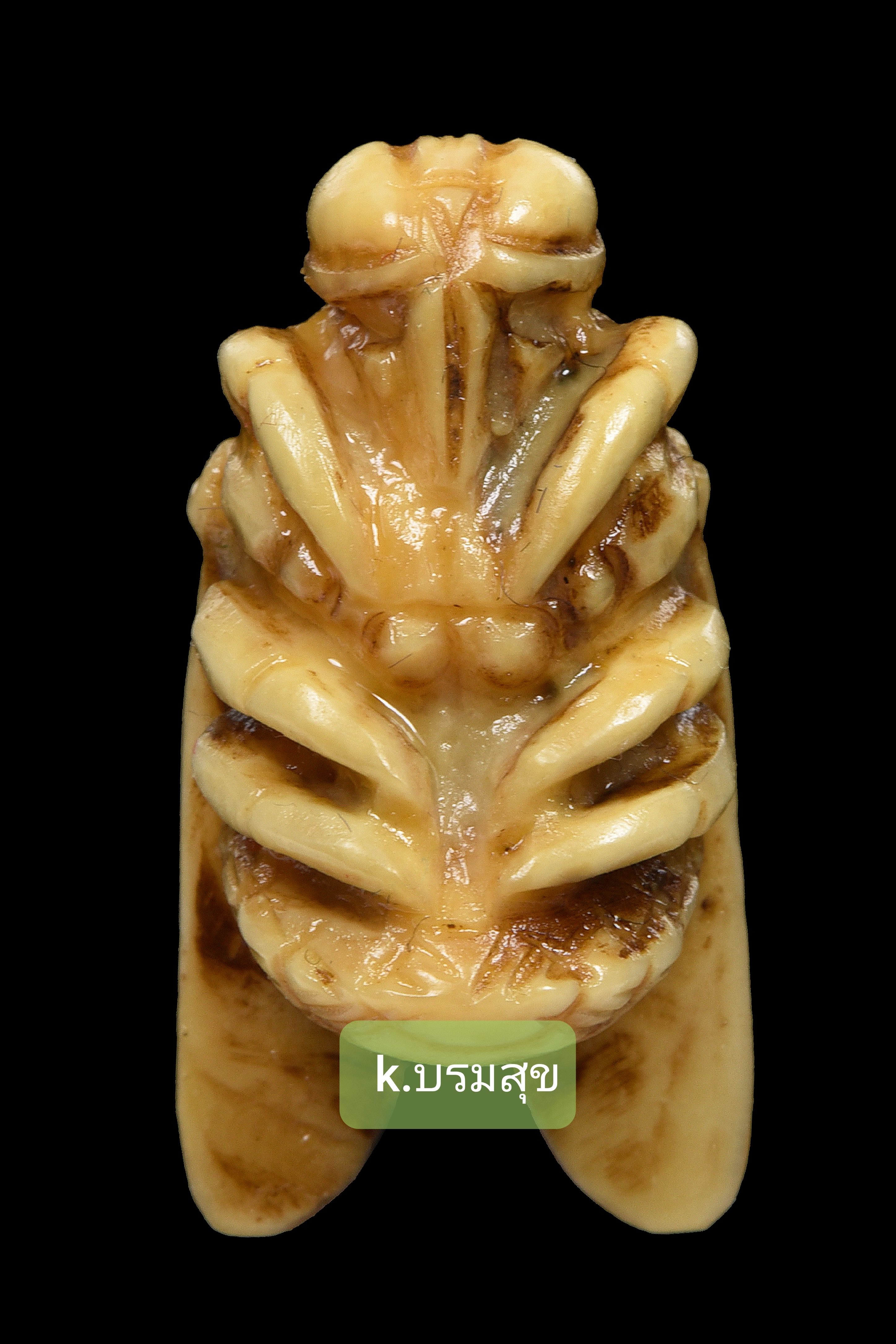 พญาแมลงภู่คำ (รายการโชว์)