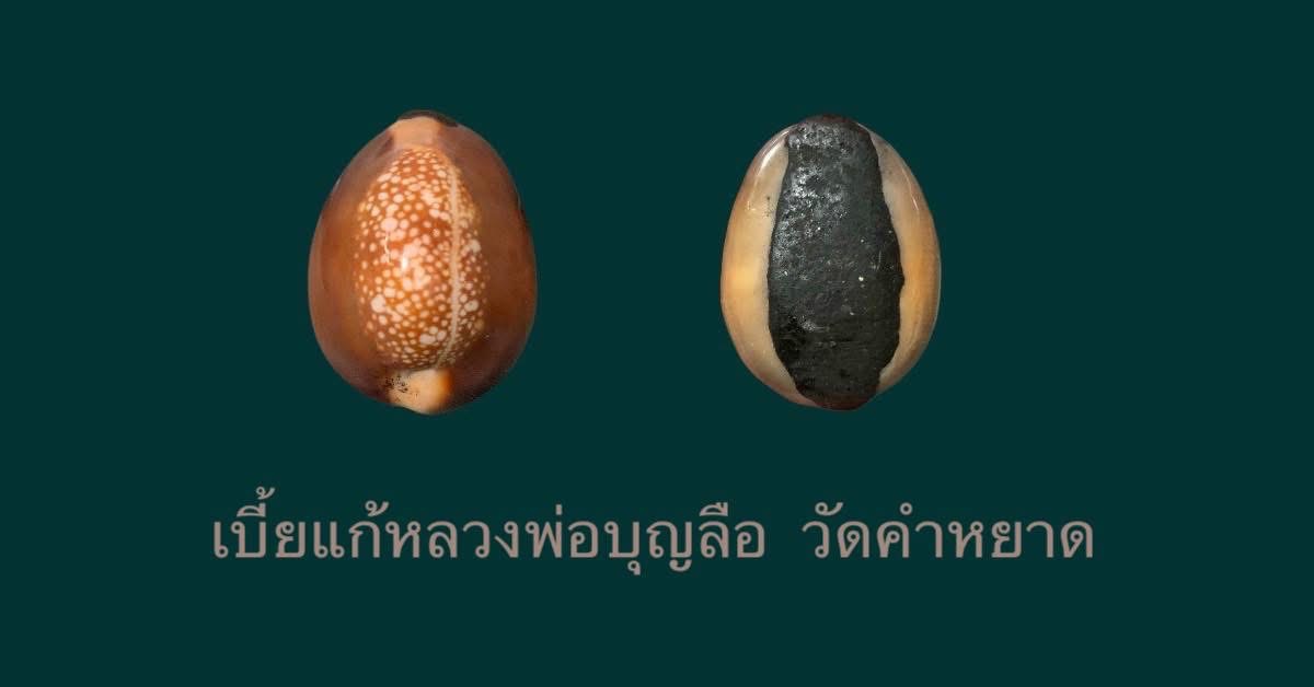 เบี้ยแก้ หลวงปู่บุญลือ วัดคำหยาด เบี้ยแก้สายอ่างทอง