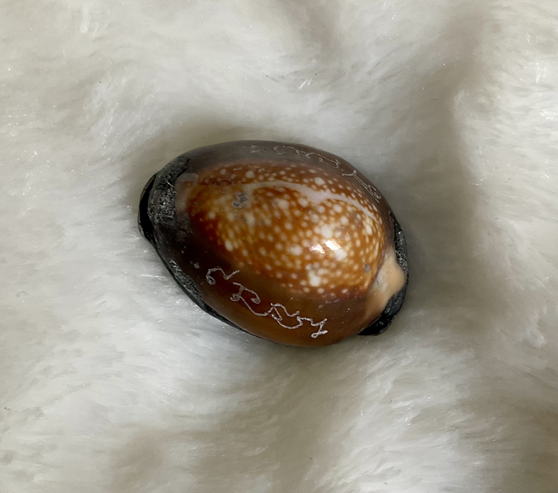 เบี้ยแก้หลวงปู่บัว ถามโก ที่ระลึก 200 ปี วัดละหารไร่ ปี 54 ผงพรายกุมารหลวงปู่ทิม