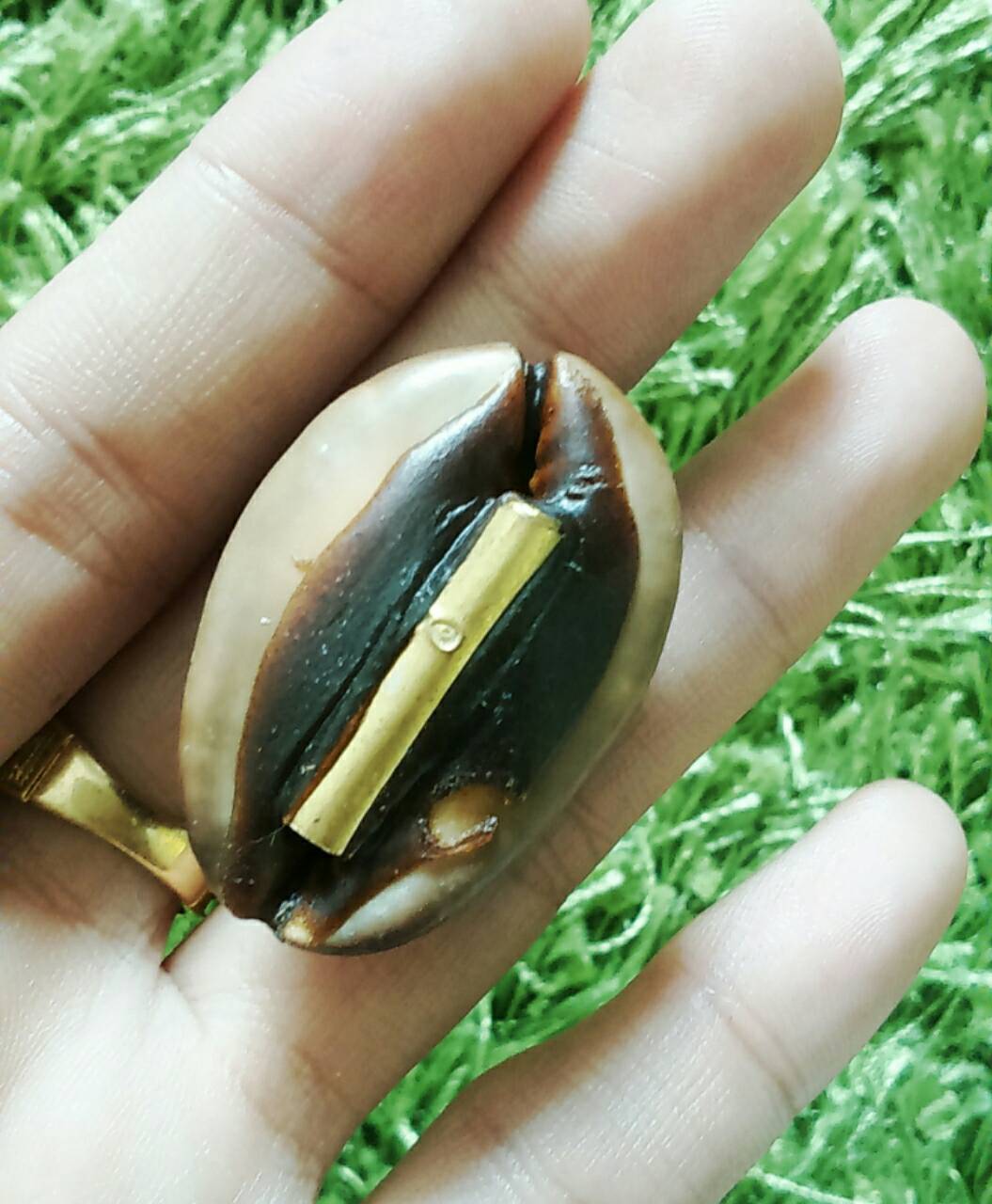 เบี้ยแก้ หลวงปู่หล่ำ (เบี้ยแก้จนอุดกริ่ง) ตัวที่ 3