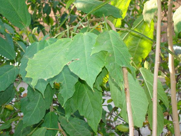 ตะกรุดไม้แหย่แย้ วัดลำบัวลอย (ดอกใหญ่)