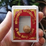 ชานหมากชาตรี หลวงพ่อฤาษีลิงดำ ประกันแท้จากวัดท่าซุงเช่นเคย