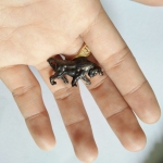 วัวธนู วัดโขงขาว ลพ.ฤาษีลิงดำร่วมเสก