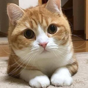 สัตว์เลี้ยง