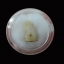 เสือโปร่งฟ้า(สาริกา) No.177 (1 ใน 250 ตัว) ลป.แก่น วัดเขื่อนท่าทุ่งนาประชาสรรค์ ปี 58